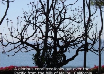 Manicured Coral Tree in Malibu