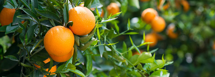 Care of Citrus Trees | Camarillo Tree & Landscape Service
