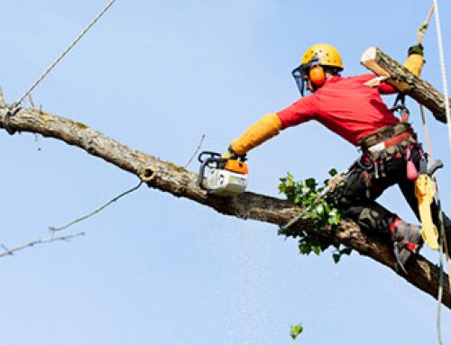 Tree Removal Fact Sheet