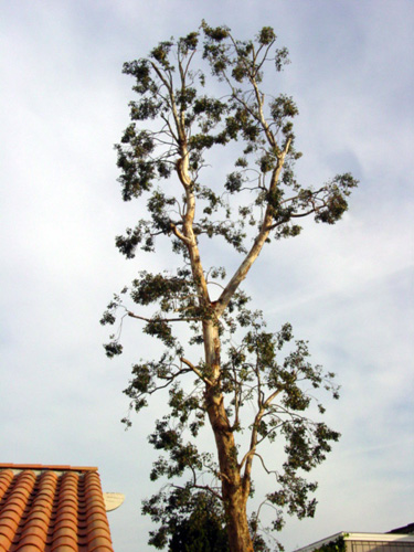 A large branch from this eucalyptus tree broke and landed on a neighbor's tile roof, causing substantial damage and expensive repairs. This photo shows the tree after Camarillo - Moorpark Tree Service performed corrective pruning to re-balance the tree.
