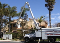 Palm Tree Trimming in Camarillo: During