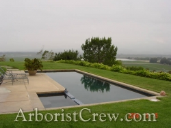 Professionally landscaped pool area in Camarillo