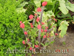 Native wildflowers used in landscaping in Camarillo