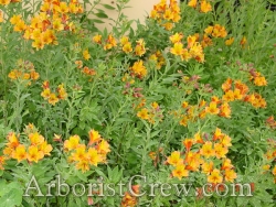 Drought-resistant native wildflowers in Camarillo landscaping