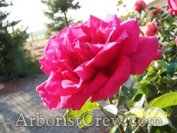 Roses are drought tolerant and enhance the beauty of Camarillo landscaping.