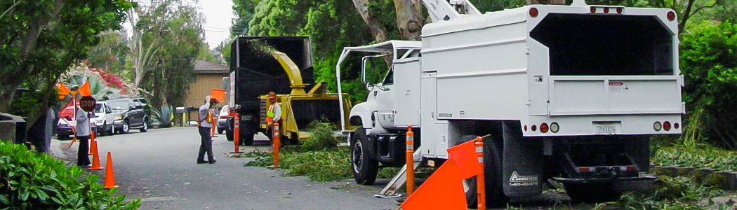 Tree Trimmers in Ventura County