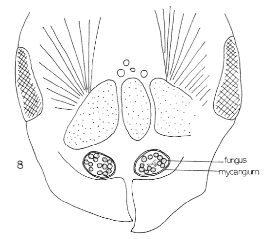 Diagram showing fungus and mycangium