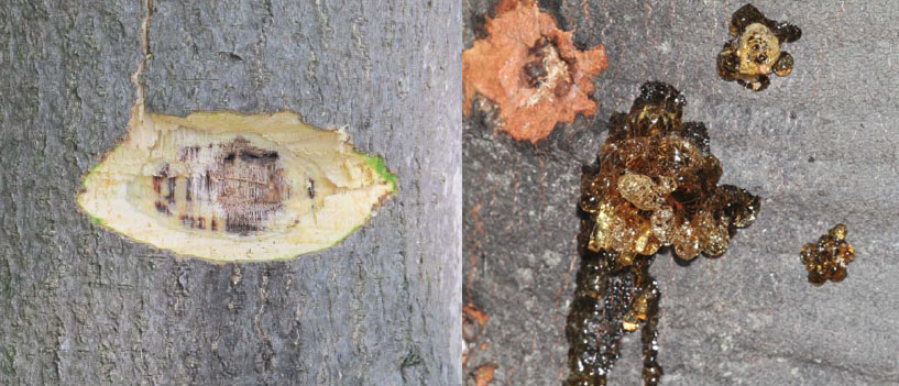 Scraping avocado tree bark for signs of Ambrosia Beetle (Euwallacea) Scraping avocado tree bark for signs of Ambrosia Beetle (Euwallacea)
