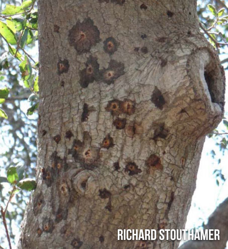 Coast Live Oak infested with Ambrosia Beetle (Euwallacea)