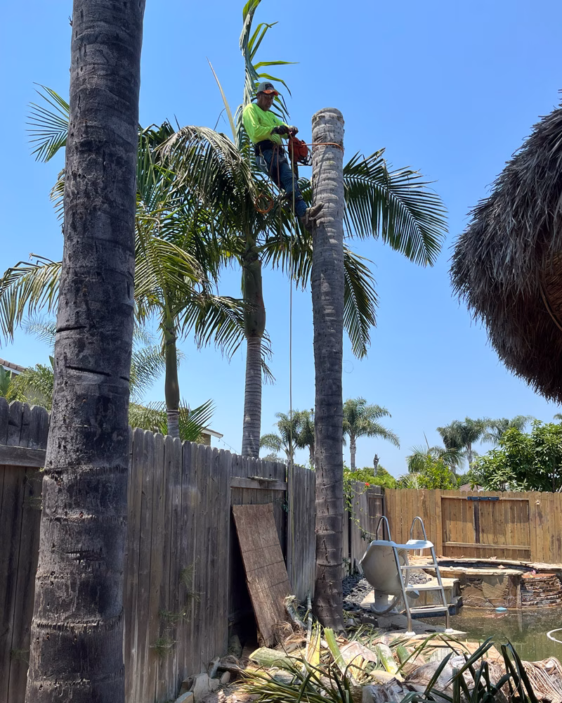 Trimming Queen Palms