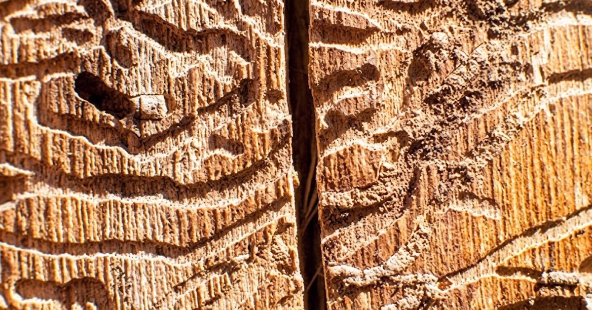 Pine Bark Beetles (Borer Beetles) in Ventura County