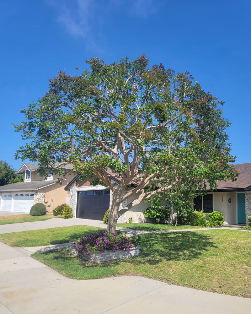 Beautifully Manicured Crepe Myrtle