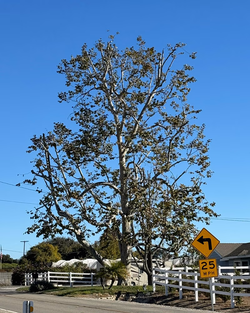 Freshly trimmed Sycamore Tree