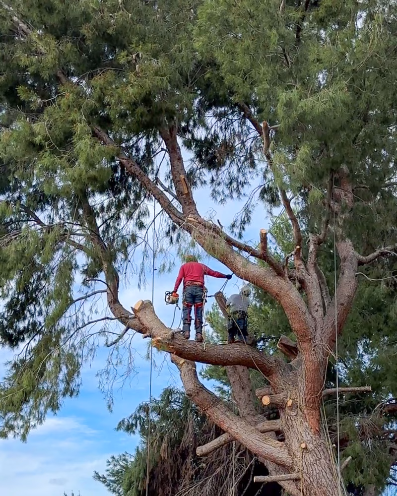 Tree removal guy working in a tree.