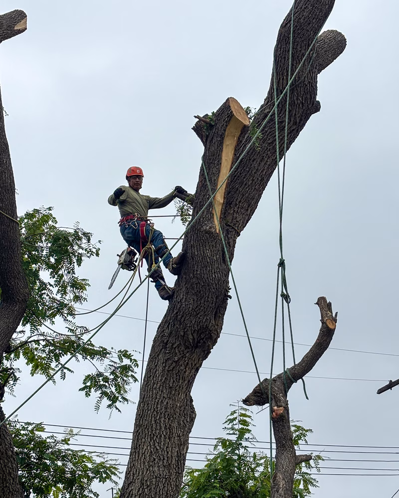 Removing a tree piece by piece.