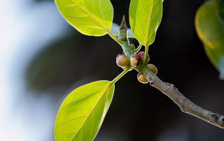 Tree & Shrub Fertilization in Southern California