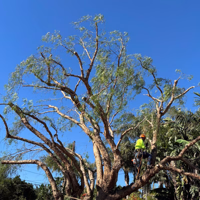 Precision Tree Trimming & Pruning Camarillo