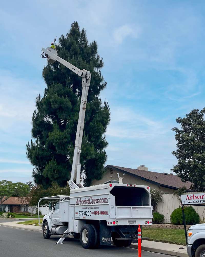 Trimming a tall pine with a high-lift.