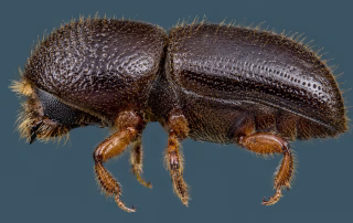 Ambrosia Beetle