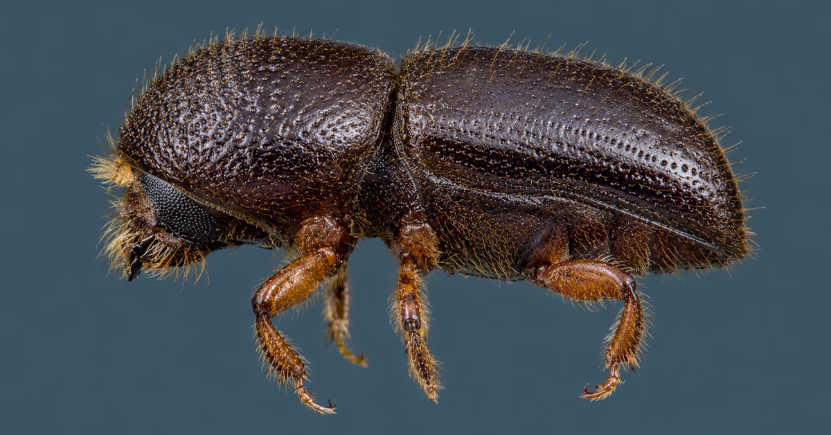 Ambrosia Beetle