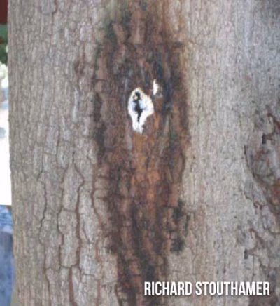 Avocado Tree (shows trunk damage)