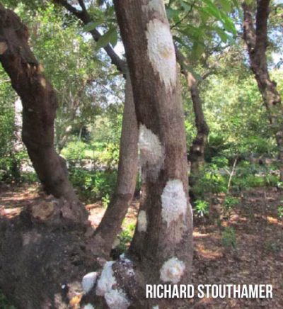 Avocado Tree (shows white spots on outer tree trunk)