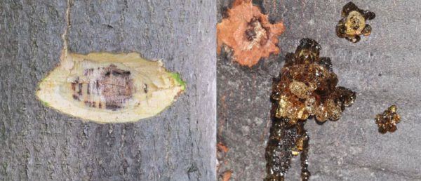 Bark scraped from avocado tree.