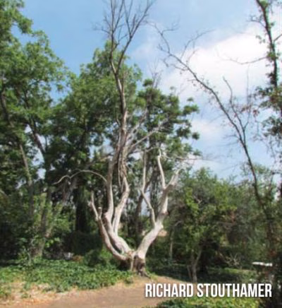Box Elder (shows fallen tree)