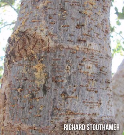 Box Elder (shows damage on trunk exterior)