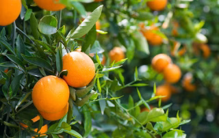 Citrus Tree Care in Ventura County