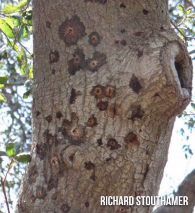 Coast Live Oak (shows damage on trunk)