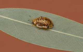Eucalyptus Tortoise Beetle, Ventura County