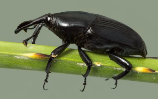 Scientists Work to Define Threat from Palm Weevil