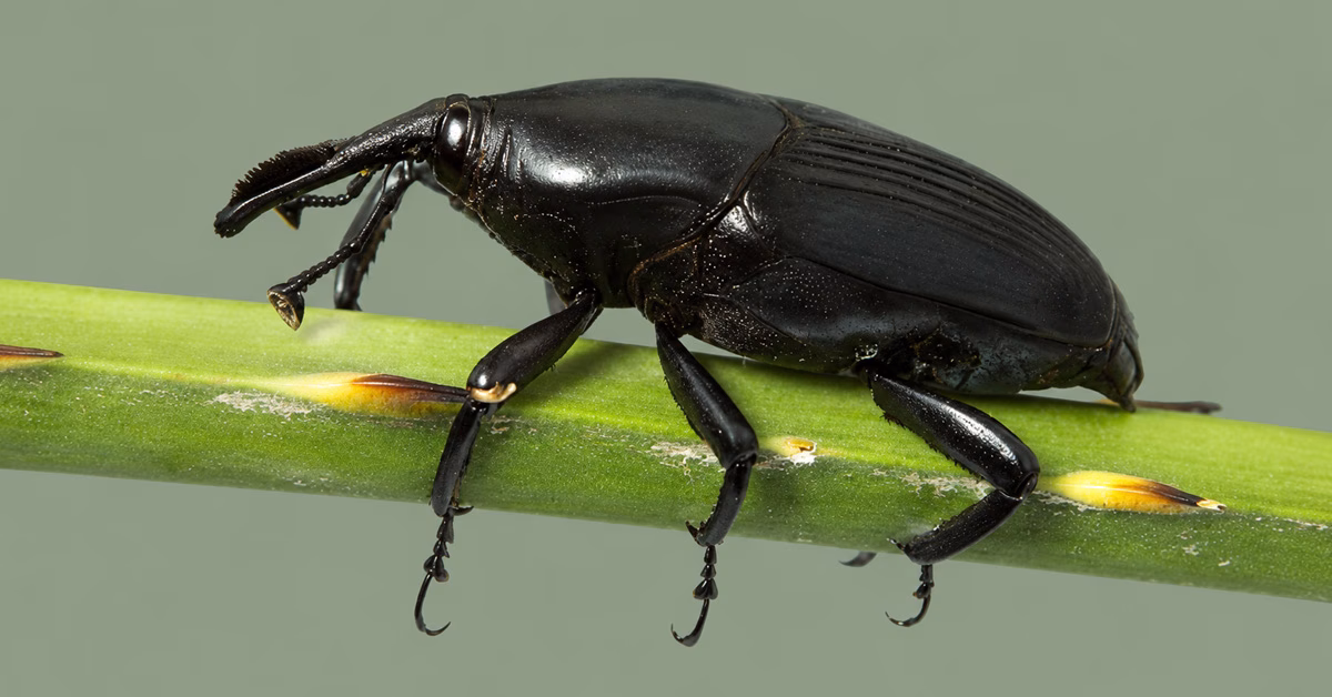 Scientists Work to Define Threat from Palm Weevil