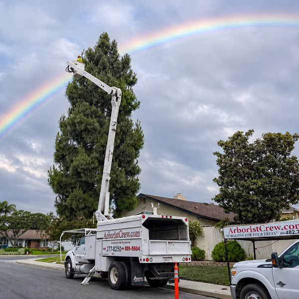 Tree trimmer in a high-lift trimming a pine tree with a rainbow in the background.