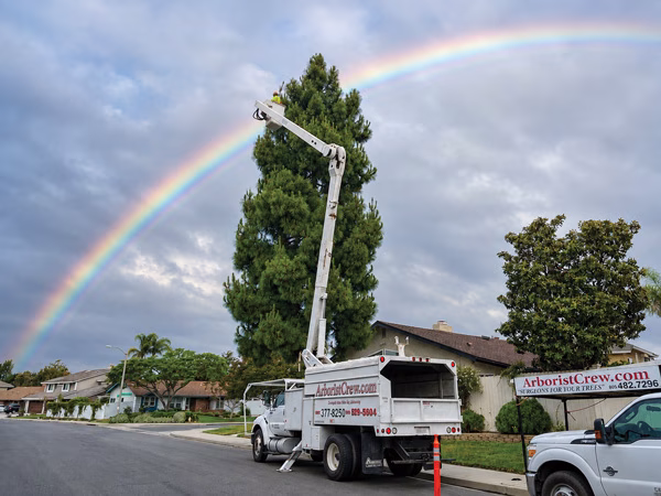 Tree trimmer in a high-lift trimming a pine tree with a rainbow in the background.