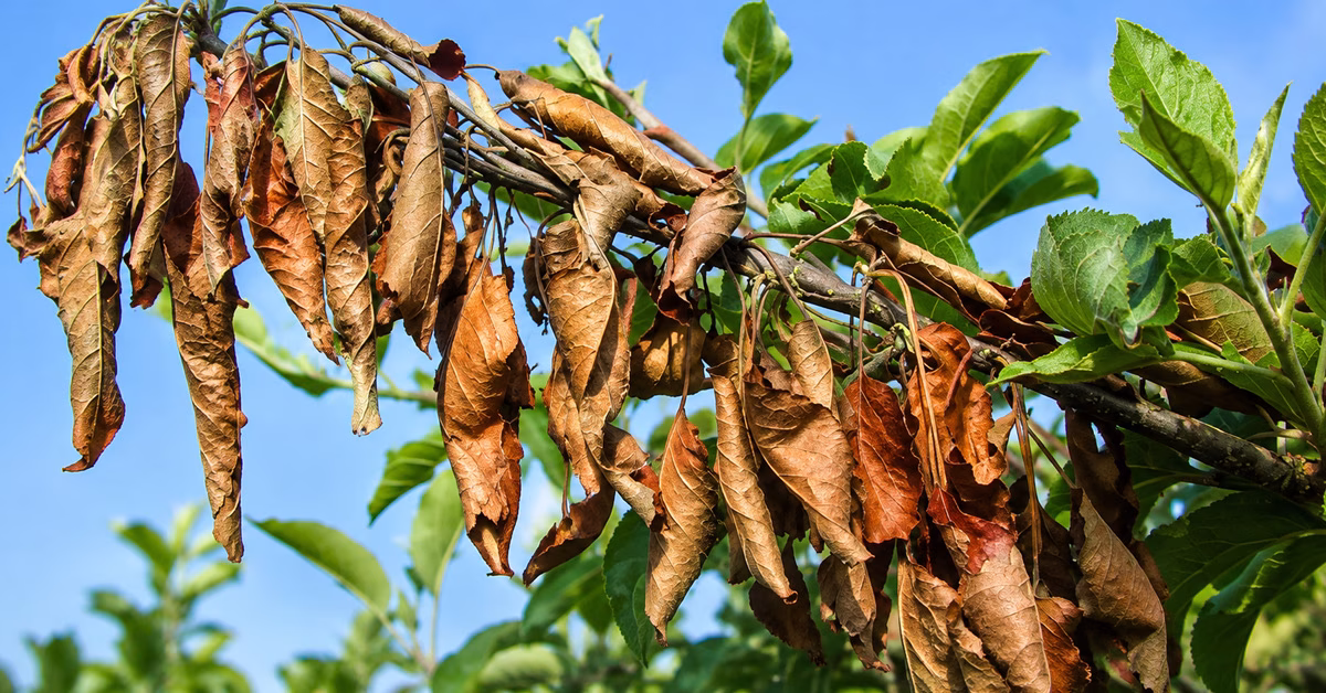 Fire Blight