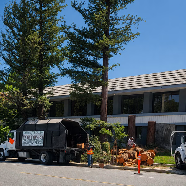 Controlled High-Risk Tree Removal in Ventura County